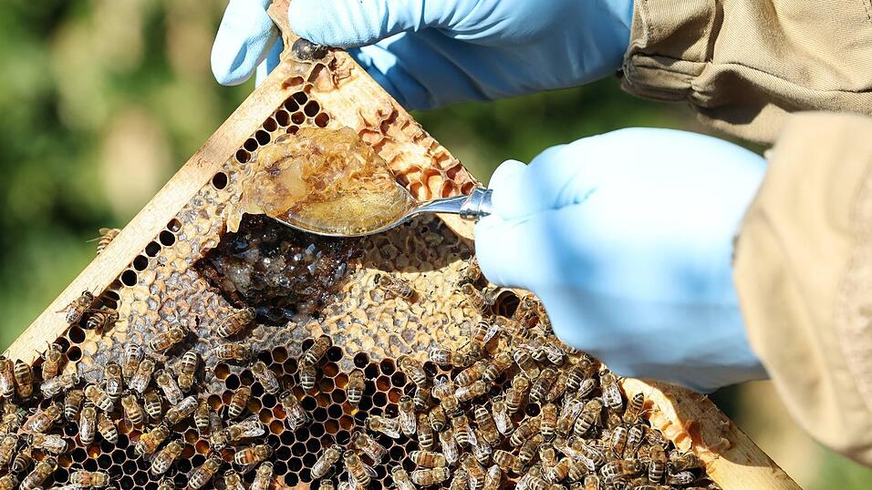 Entnahme einer Futterprobe von einer Brutwabe eines Bienenvolkes. Anhand dieser Probe kann in einem Labor festgestellt werden, ob in einem Bienenvolk Sporen der Amerikanischen Faulbrut vorhanden sind. Entnahme einer Futterprobe von einer Brutwabe eines Bienenvolkes. Anhand dieser Probe kann in einem Labor festgestellt werden, ob in einem Bienenvolk Sporen der Amerikanischen Faulbrut vorhanden sind.