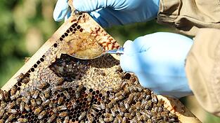 Entnahme einer Futterprobe von einer Brutwabe eines Bienenvolkes. Anhand dieser Probe kann in einem Labor festgestellt werden, ob in einem Bienenvolk Sporen der Amerikanischen Faulbrut vorhanden sind. Entnahme einer Futterprobe von einer Brutwabe eines Bienenvolkes. Anhand dieser Probe kann in einem Labor festgestellt werden, ob in einem Bienenvolk Sporen der Amerikanischen Faulbrut vorhanden sind.