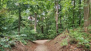 Durch viele Landshuter Wälder - hier dem Hofgarten - führen Straßen und Wanderwege, die die bepflanzten Flächen in kleinere Bereiche einteilen. Das erleichtert das schnelle Löschen von Waldbränden. Durch viele Landshuter Wälder - hier dem Hofgarten - führen Straßen und Wanderwege, die die bepflanzten Flächen in kleinere Bereiche einteilen. Das erleichtert das schnelle Löschen von Waldbränden.