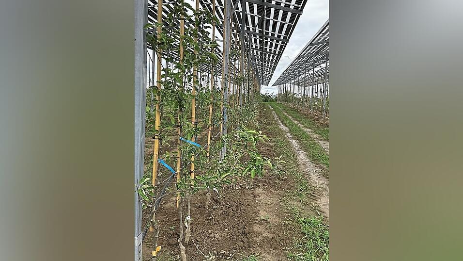 Die Module sch&uuml;tzen die jungen B&auml;ume vor Starkregen und Hitze.