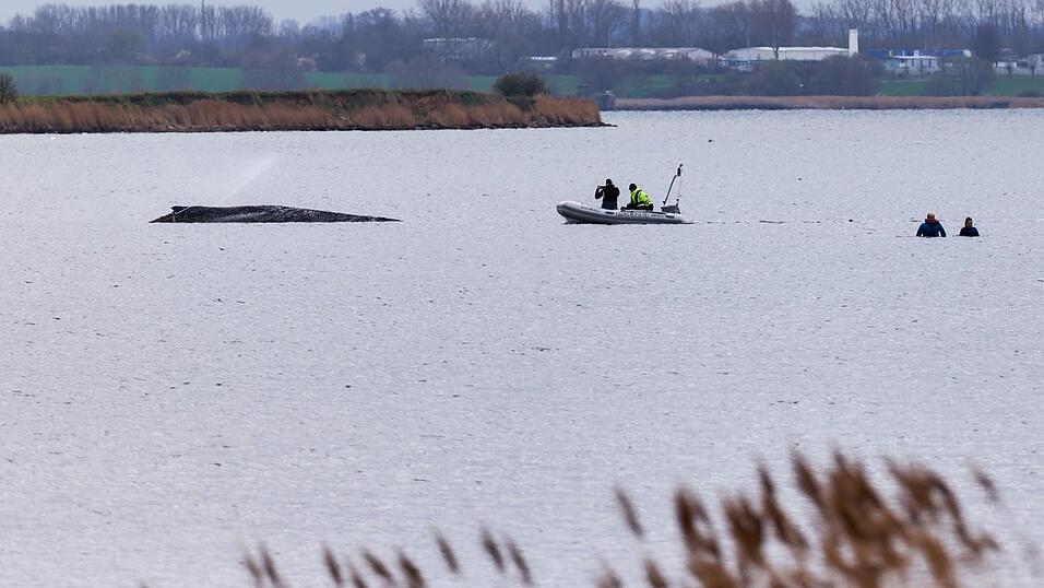 Um die Austrocknung der Haut zu verhindern, befeuchtet die Feuerwehr den Wal.