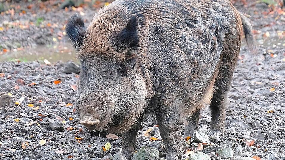 Ein Wildschwein in freier Natur. Gleich drei von ihnen hatten sich am Samstagnachmittag auf ein eingezäuntes Firmengelände in Bogen verirrt.