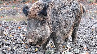 Ein Wildschwein in freier Natur. Gleich drei von ihnen hatten sich am Samstagnachmittag auf ein eingezäuntes Firmengelände in Bogen verirrt. Ein Wildschwein in freier Natur. Gleich drei von ihnen hatten sich am Samstagnachmittag auf ein eingezäuntes Firmengelände in Bogen verirrt.