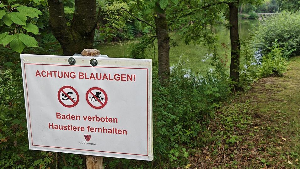 Idyllisch, aber aktuell gefährlich. Die Stadt und das Gesundheitsamt warnen vor Blaualgen im Ittlinger Weiher - ein aufmerksamer Bürger hat das Gesundheit darauf hingewiesen. Idyllisch, aber aktuell gefährlich. Die Stadt und das Gesundheitsamt warnen vor Blaualgen im Ittlinger Weiher - ein aufmerksamer Bürger hat das Gesundheit darauf hingewiesen.