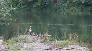 Eine Entenfamlie am Biedererweiher bei Wörth. Das Wasserwirtschaftsamt möchte dieses Gewässer umgestalten.