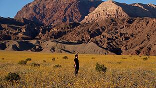F&uuml;r Auge und Nase eine Wohltat: Das sonst so trockene und hei&szlig;e Death Valley im Westen der USA schimmert derzeit in den Farben verschiedener Wildbl&uuml;ten.