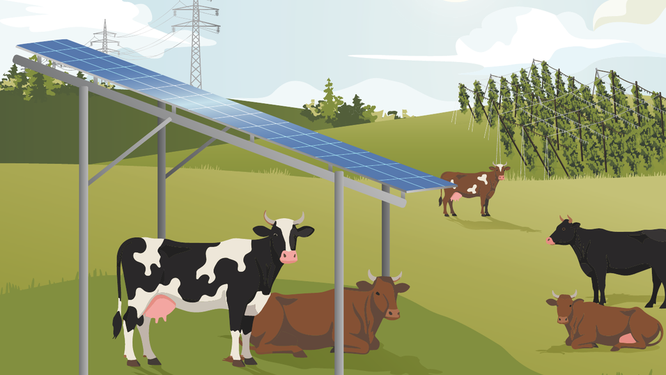 Welch ein idyllisches Bild: Friedlich grasende Kühe im Schatten der Module in einem Agri-Solarpark, wie er auf vier Flächen bei Hemhausen entstehen soll. Welch ein idyllisches Bild: Friedlich grasende Kühe im Schatten der Module in einem Agri-Solarpark, wie er auf vier Flächen bei Hemhausen entstehen soll.