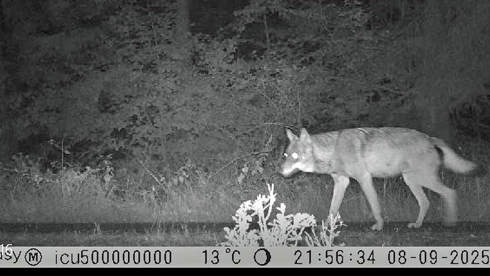 13 Fotos und zwei Videos wurden bisher von dem Wolf gemacht.