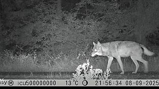 13 Fotos und zwei Videos wurden bisher von dem Wolf gemacht.