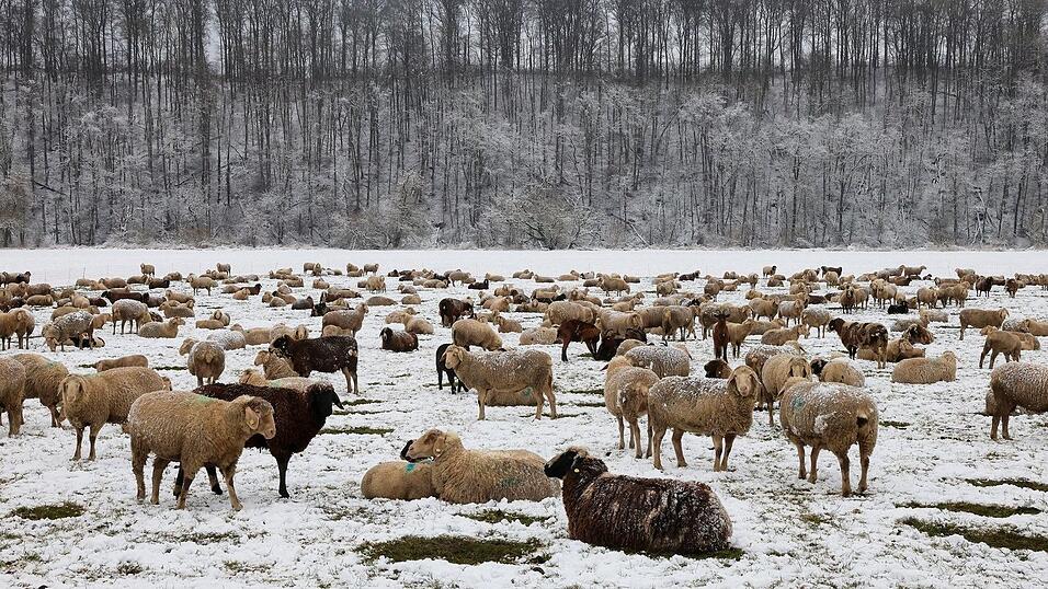 Trend bei den Schafhaltern: mehr weibliche Schafe - aber etwas weniger Böcke. (Archivbild) Trend bei den Schafhaltern: mehr weibliche Schafe - aber etwas weniger Böcke. (Archivbild)