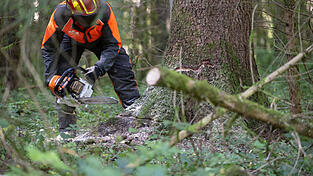 Bei Baumfällarbeiten in einem Wald bei Sinzing ist am Wochenende ein 55-Jähriger verletzt worden. (Symbolbild)