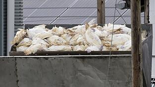 Wenn in einem Geflügelbetrieb die Vogelgrippe nachgewiesen wurde, müssen alle Tiere vorsorglich getötet und vernichtet werden. Die Tierseuchenkasse leistet Entschädigungszahlungen. (Illustration) Wenn in einem Geflügelbetrieb die Vogelgrippe nachgewiesen wurde, müssen alle Tiere vorsorglich getötet und vernichtet werden. Die Tierseuchenkasse leistet Entschädigungszahlungen. (Illustration)