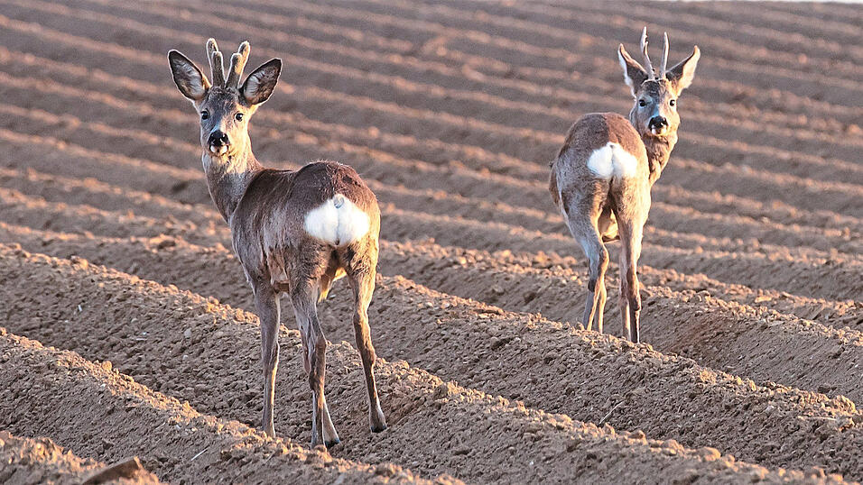 Ab 1. Mai beginnt die Jagd auf m&auml;nnliches Rehwild und Schmalrehe.