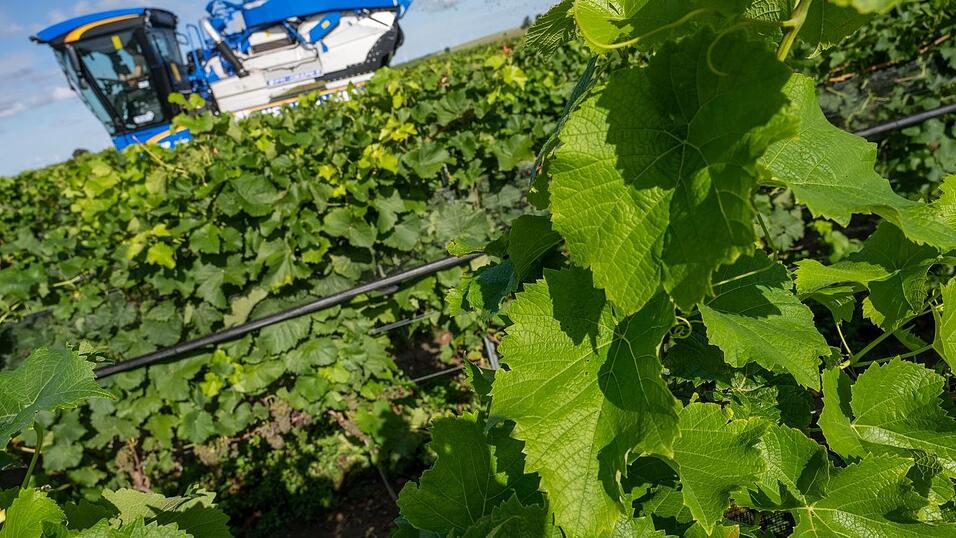 Piwis sind in Norddeutschland besonders gefragt. (Archivbild) Piwis sind in Norddeutschland besonders gefragt. (Archivbild)