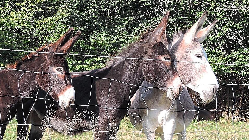 Ein treues und intelligentes Wesen haben die grauen Vierbeiner. Ein treues und intelligentes Wesen haben die grauen Vierbeiner.