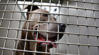 Nach der Attacke in Straubing kam der Bullterrier ins Tierheim. Auch nach dem Übergriff im Kreis Cham sind die Halter dazu aufgefordert, ihre Hunde abzugeben. Nach der Attacke in Straubing kam der Bullterrier ins Tierheim. Auch nach dem Übergriff im Kreis Cham sind die Halter dazu aufgefordert, ihre Hunde abzugeben.