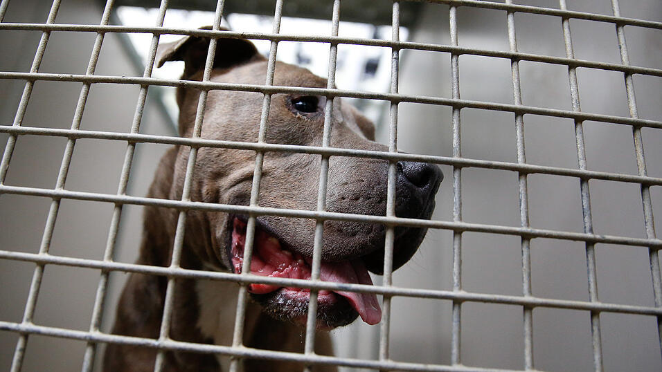 Nach der Attacke in Straubing kam der Bullterrier ins Tierheim. Auch nach dem Übergriff im Kreis Cham sind die Halter dazu aufgefordert, ihre Hunde abzugeben. Nach der Attacke in Straubing kam der Bullterrier ins Tierheim. Auch nach dem Übergriff im Kreis Cham sind die Halter dazu aufgefordert, ihre Hunde abzugeben.