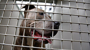 Nach der Attacke in Straubing kam der Bullterrier ins Tierheim. Auch nach dem Übergriff im Kreis Cham sind die Halter dazu aufgefordert, ihre Hunde abzugeben.