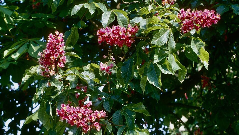 Rotblütige Kastanie Rotblütige Kastanie