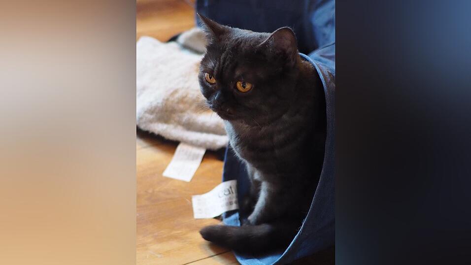 Auch an den sechs tierischen Bewohner des Regensburger Katzentempels geht Corona nicht spurlos vorbei. Die angeordnete Schließung der Gastronomie hat das Leben der Samtpfoten auf den Kopf gestellt. Wo sind bloß all die Spielkameraden hin? Auch an den sechs tierischen Bewohner des Regensburger Katzentempels geht Corona nicht spurlos vorbei. Die angeordnete Schließung der Gastronomie hat das Leben der Samtpfoten auf den Kopf gestellt. Wo sind bloß all die Spielkameraden hin?