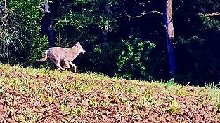 Dobl bei Vilshofen: Aus dem Auto heraus konnte Annika Besgen einen mutmaßlichen Wolf fotografieren.