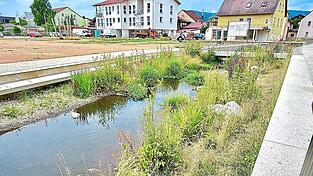 Viel Grün entlang der Kalten Pastritz an der Lorenz-Zierl-Straße. Dies scheint einige Further zu stören, zumal diese Straße nach ihrer Neugestaltung des Öfteren als neue „Flaniermeile“ gelobt wurde. Viel Grün entlang der Kalten Pastritz an der Lorenz-Zierl-Straße. Dies scheint einige Further zu stören, zumal diese Straße nach ihrer Neugestaltung des Öfteren als neue „Flaniermeile“ gelobt wurde.
