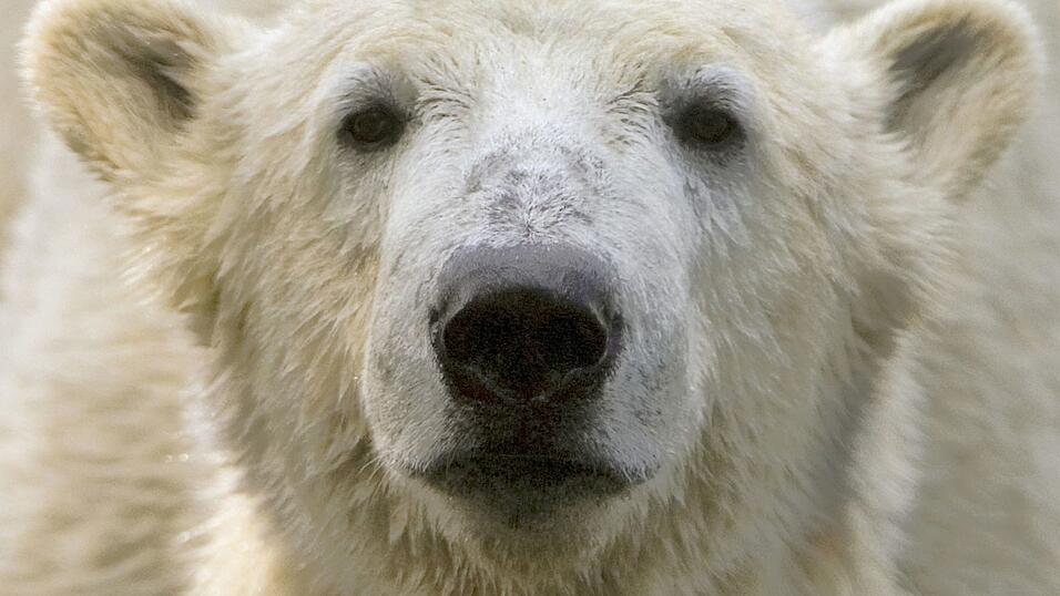 Bei Eisbär Knut spielten die Besucher und Medien des Berliner Zoos lange verrückt. (Archivbild) Bei Eisbär Knut spielten die Besucher und Medien des Berliner Zoos lange verrückt. (Archivbild)