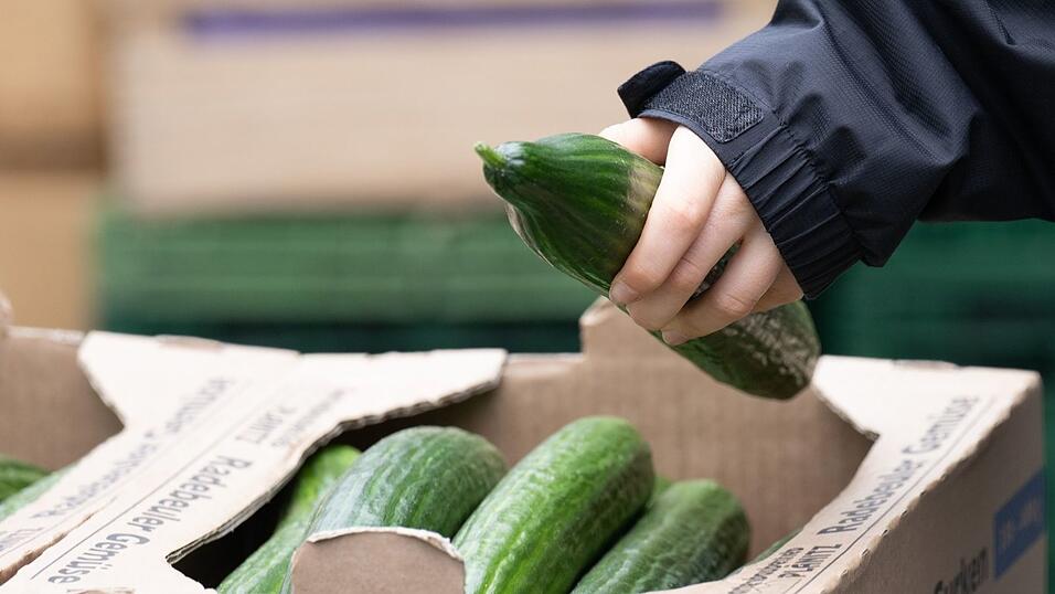 Salatgurken geh&ouml;ren zu den beliebtesten Gem&uuml;sesorten in Deutschland. (Symbolbild)