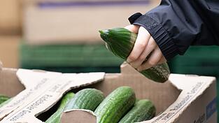 Salatgurken geh&ouml;ren zu den beliebtesten Gem&uuml;sesorten in Deutschland. (Symbolbild)