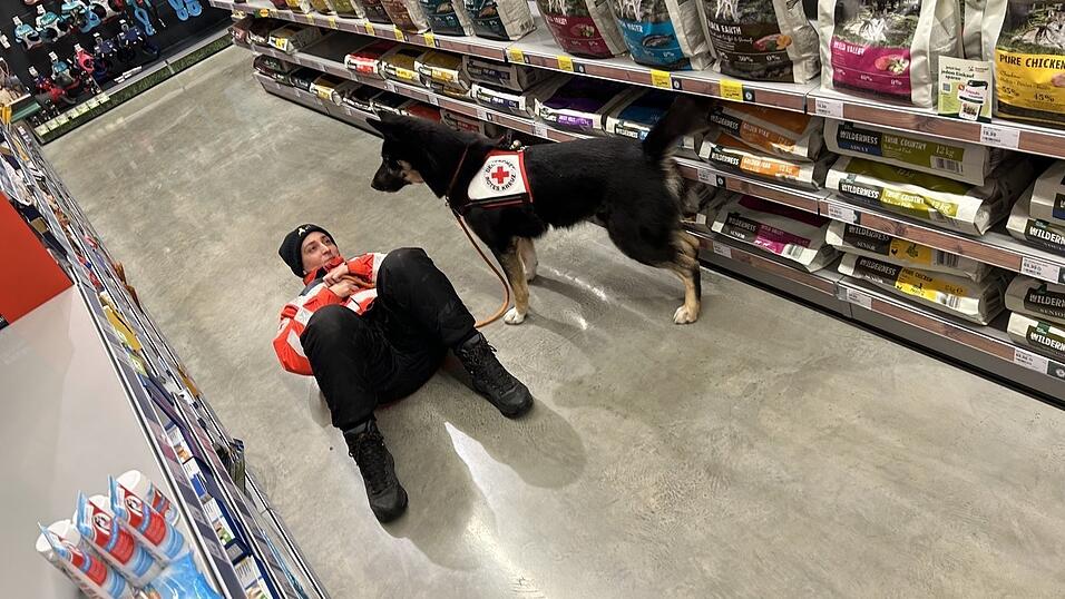 Trotz Ablenkungen blieben die Hunde bei den „Vermissten“. Trotz Ablenkungen blieben die Hunde bei den „Vermissten“.