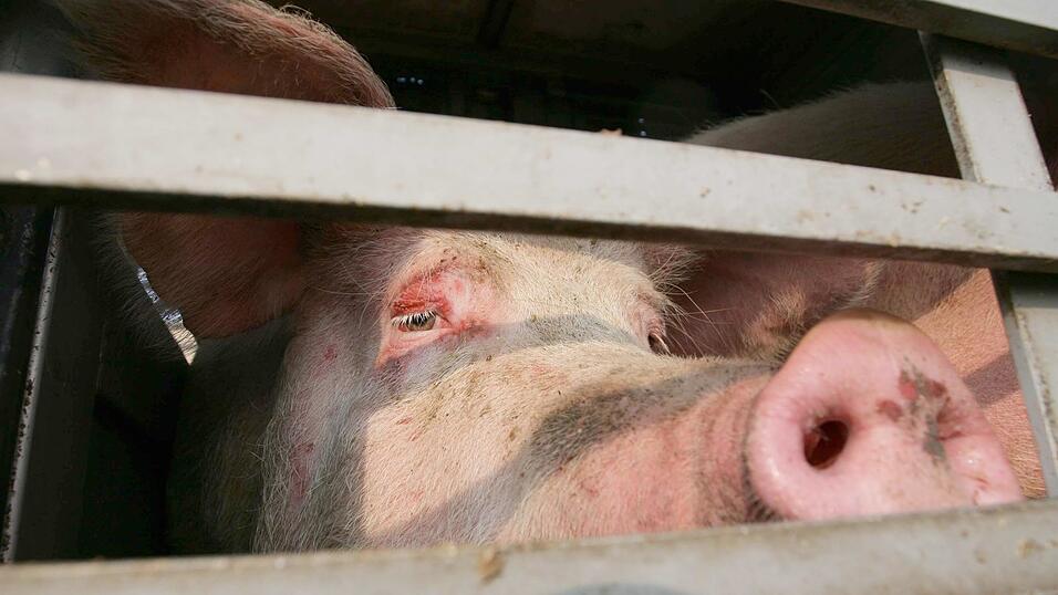 Ein Schwein auf dem Weg zum Schlachter in einem Tiertransporter. Landwirte befürchten nach einer Schließung des Landshuter Schlachthofs längere Wege für ihre Tiere