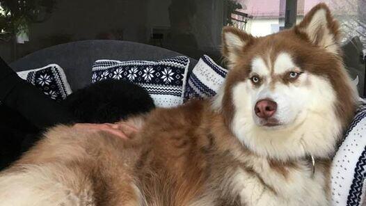 Husky-Malamute-Mix Chinook &uuml;berlebte laut W&auml;ngler bislang viermal den Kontakt mit einem giftigen Insektizid.