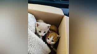 Die beiden Kätzchen haben jetzt ein neues Zuhause. Die beiden Kätzchen haben jetzt ein neues Zuhause.