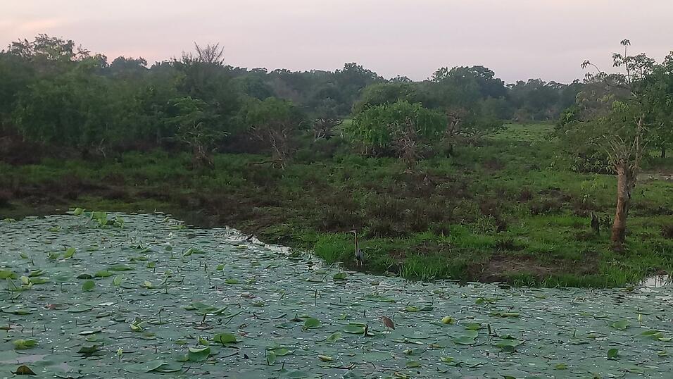 Fotos von Katis Safari im Yala-Nationalpark. Dabei sah die Weltreisende viele wilde Tiere, war aber von vielen anderen Fahrzeugen umgeben.