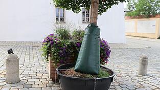 Stadtbäume werden mit Säcken bewässert, so wie hier auf dem Kirchplatz in Cham. Stadtbäume werden mit Säcken bewässert, so wie hier auf dem Kirchplatz in Cham.