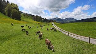 Bio-Betriebe brauchen laut EU künftig zwingend eine Weide. (Archivbild)