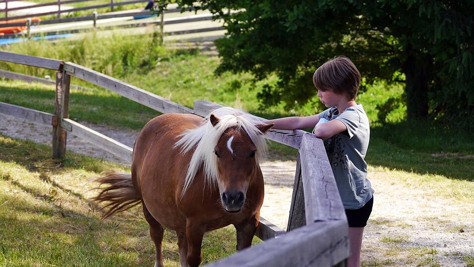 Im Erlebnispark Volgsam gibt es viele Tiere zu sehen und zu streicheln. Im Erlebnispark Volgsam gibt es viele Tiere zu sehen und zu streicheln.