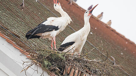 In Hatzkofen g&auml;be es beispielsweise ein noch freies von Menschenhand gebautes Nest, doch die St&ouml;rche haben oft andere Pl&auml;ne, wie hier in Schierling.
