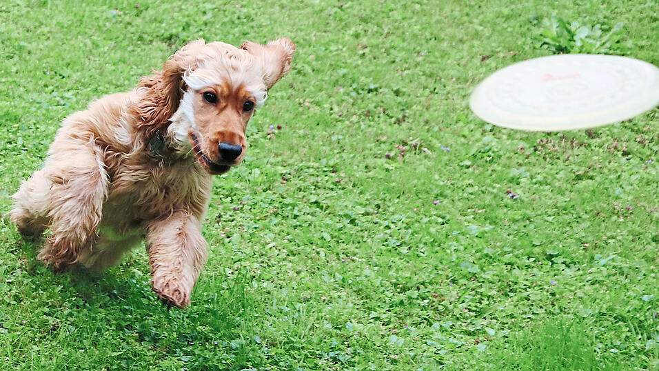 Mittlerweile jagt Cocker-Spaniel-Welpe Sunny im Garten wieder ihrer Frisbeescheibe hinterher. Erst vor ein paar Wochen ist sie im Wohnzimmer umgefallen und hat sich nicht mehr bewegt.