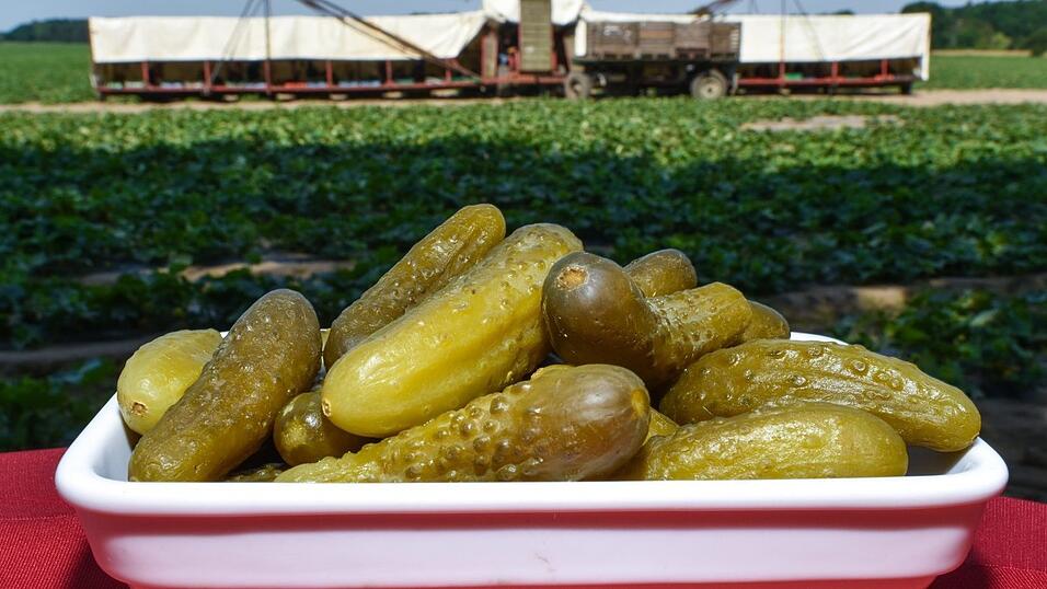 W&uuml;rzige Fassgurken vom Stand haben viele Liebhaber. Sie sind ein wahres Volksfest-Superfood und haben nur rund zehn Kalorien auf 100 Gramm. Also gerne zugreifen!