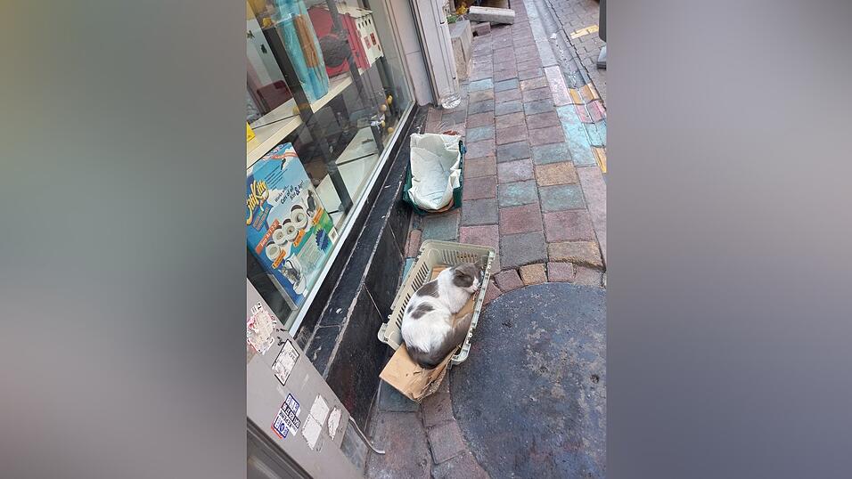 Man trifft sie wirklich überall an: Katzen in Istanbul.