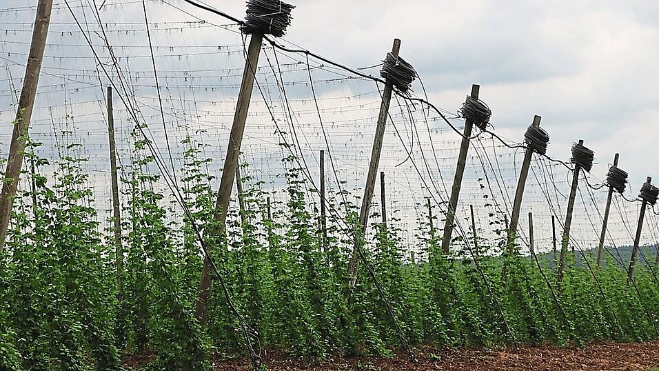 Bewässern lautet das Gebot der Stunde für die Hopfenbauern in der Hallertau, um gegen den Klimawandel und die Folgen anzukämpfen. Bewässern lautet das Gebot der Stunde für die Hopfenbauern in der Hallertau, um gegen den Klimawandel und die Folgen anzukämpfen.