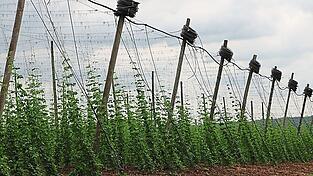 Bewässern lautet das Gebot der Stunde für die Hopfenbauern in der Hallertau, um gegen den Klimawandel und die Folgen anzukämpfen. Bewässern lautet das Gebot der Stunde für die Hopfenbauern in der Hallertau, um gegen den Klimawandel und die Folgen anzukämpfen.