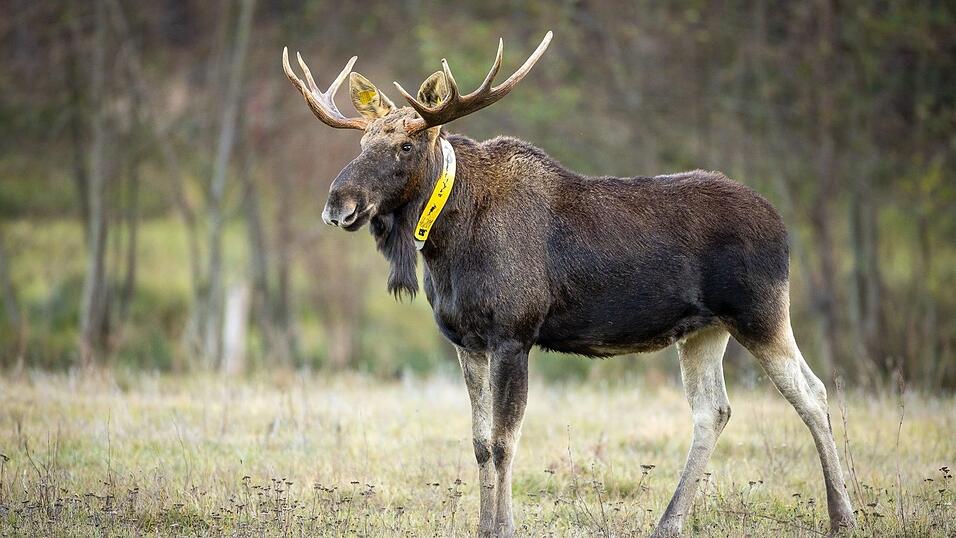 Nicht nur die Wissenschaftler trauern um ihn - auch für Menschen im Naturpark ist sein Tod ein Verlust. (Archivbild) Nicht nur die Wissenschaftler trauern um ihn - auch für Menschen im Naturpark ist sein Tod ein Verlust. (Archivbild)