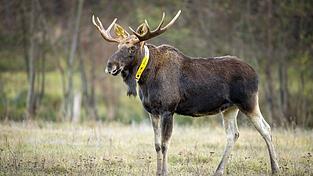 Nicht nur die Wissenschaftler trauern um ihn - auch für Menschen im Naturpark ist sein Tod ein Verlust. (Archivbild) Nicht nur die Wissenschaftler trauern um ihn - auch für Menschen im Naturpark ist sein Tod ein Verlust. (Archivbild)
