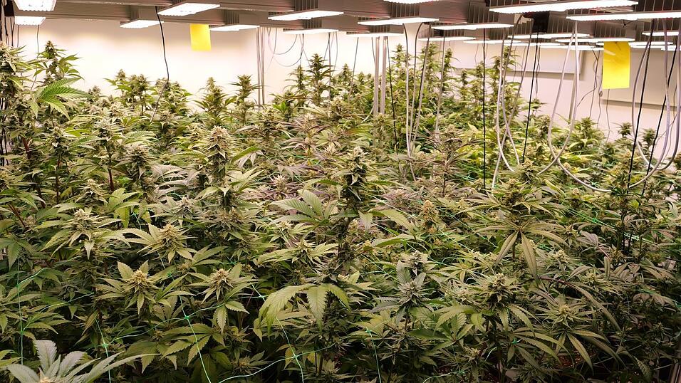 Cannabis so weit das Auge reicht: Seit dem Cannabis-Gesetz darf es unter Auflagen legal angebaut werden. (Symbolbild) Cannabis so weit das Auge reicht: Seit dem Cannabis-Gesetz darf es unter Auflagen legal angebaut werden. (Symbolbild)