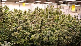 Cannabis so weit das Auge reicht: Seit dem Cannabis-Gesetz darf es unter Auflagen legal angebaut werden. (Symbolbild)