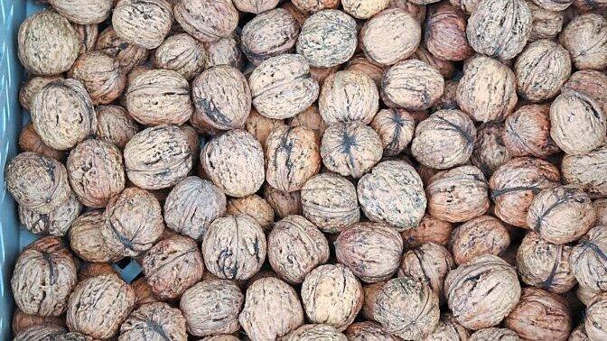 Ein prächtiger Anblick: die Ernte. Ein prächtiger Anblick: die Ernte.