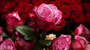 Die Rose ist die mit Abstand beliebteste Schnittblume in Deutschland. (Archivbild)