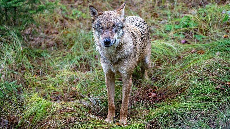 Ein Jungwolf - hier in einem Gehege des Nationalparkzentrums Falkenstein. (Symbolfoto) Ein Jungwolf - hier in einem Gehege des Nationalparkzentrums Falkenstein. (Symbolfoto)